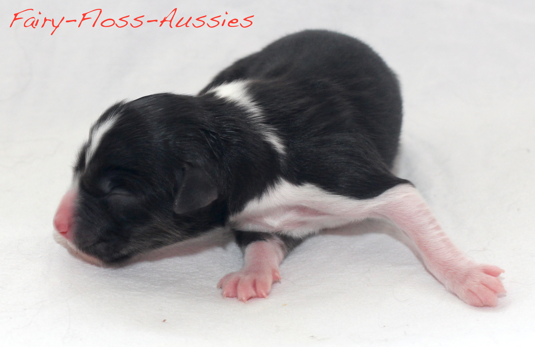 Mini Aussie Welpen - Miniature Australian Shepherd Züchter Fairy Floss Troubles and Bubbles Welpen beim Spielen