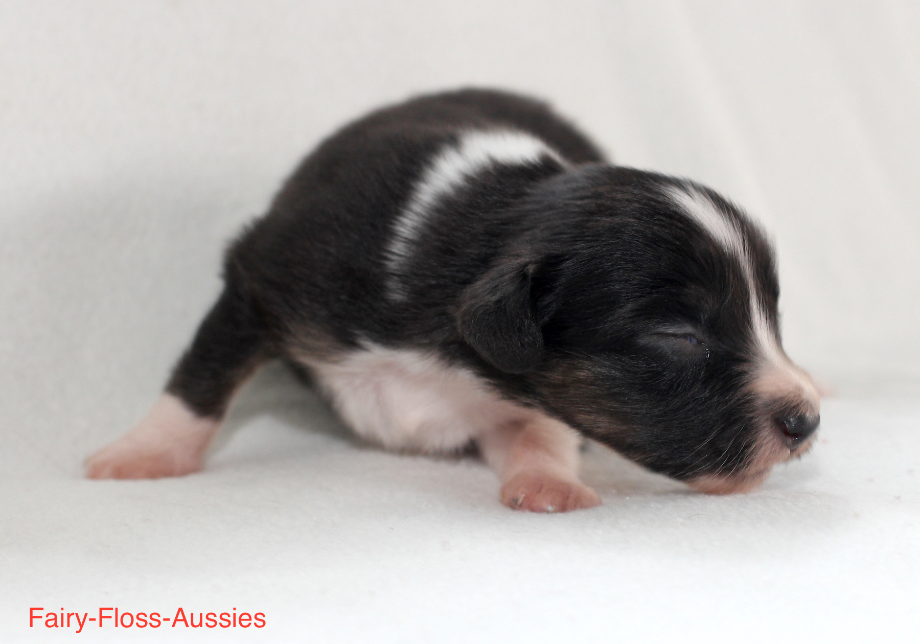 Mini Aussie Welpen