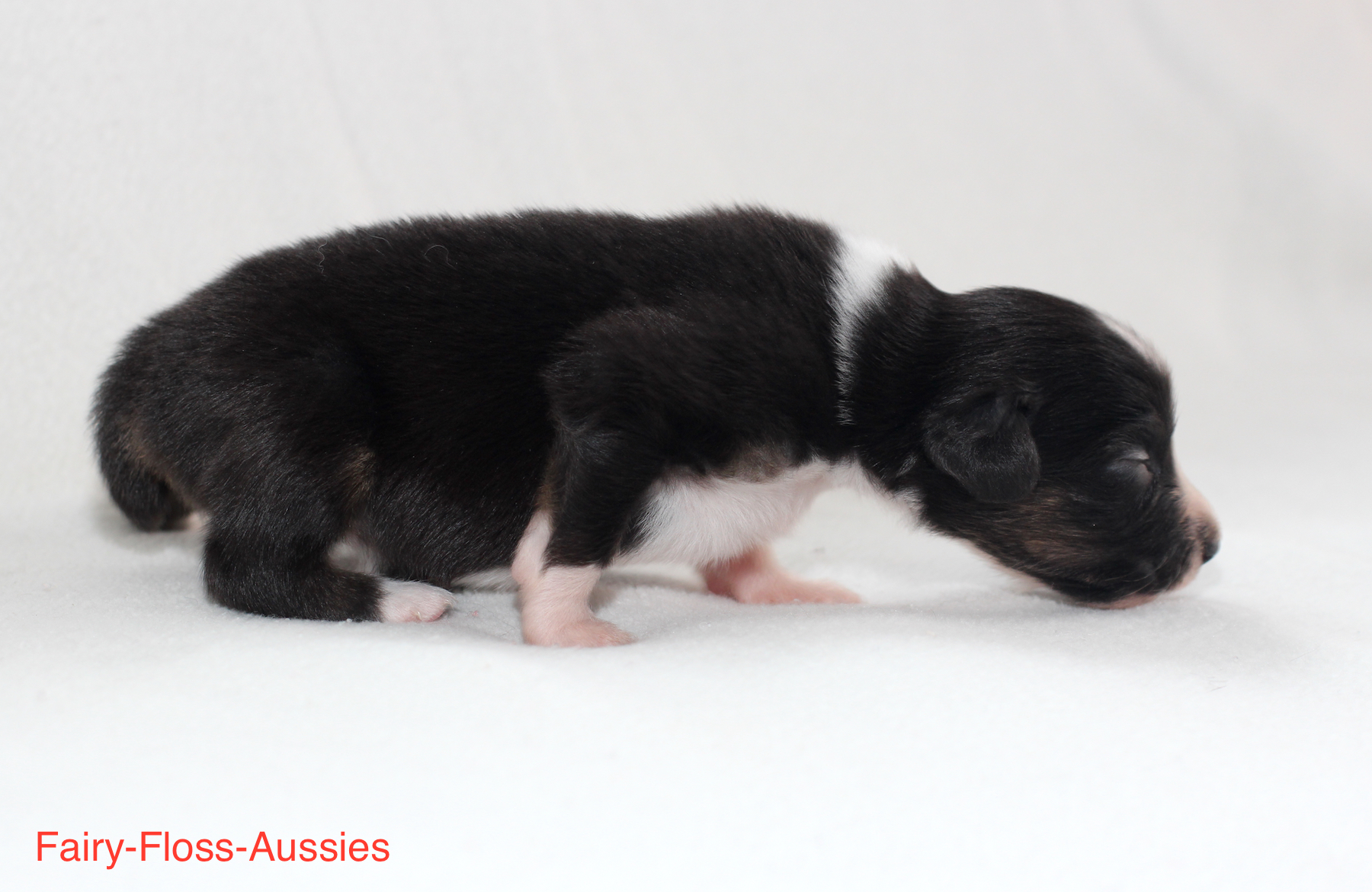 Mini Aussie Welpen