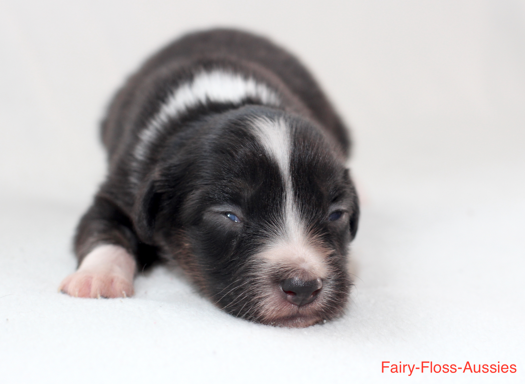 Mini Aussie Welpen