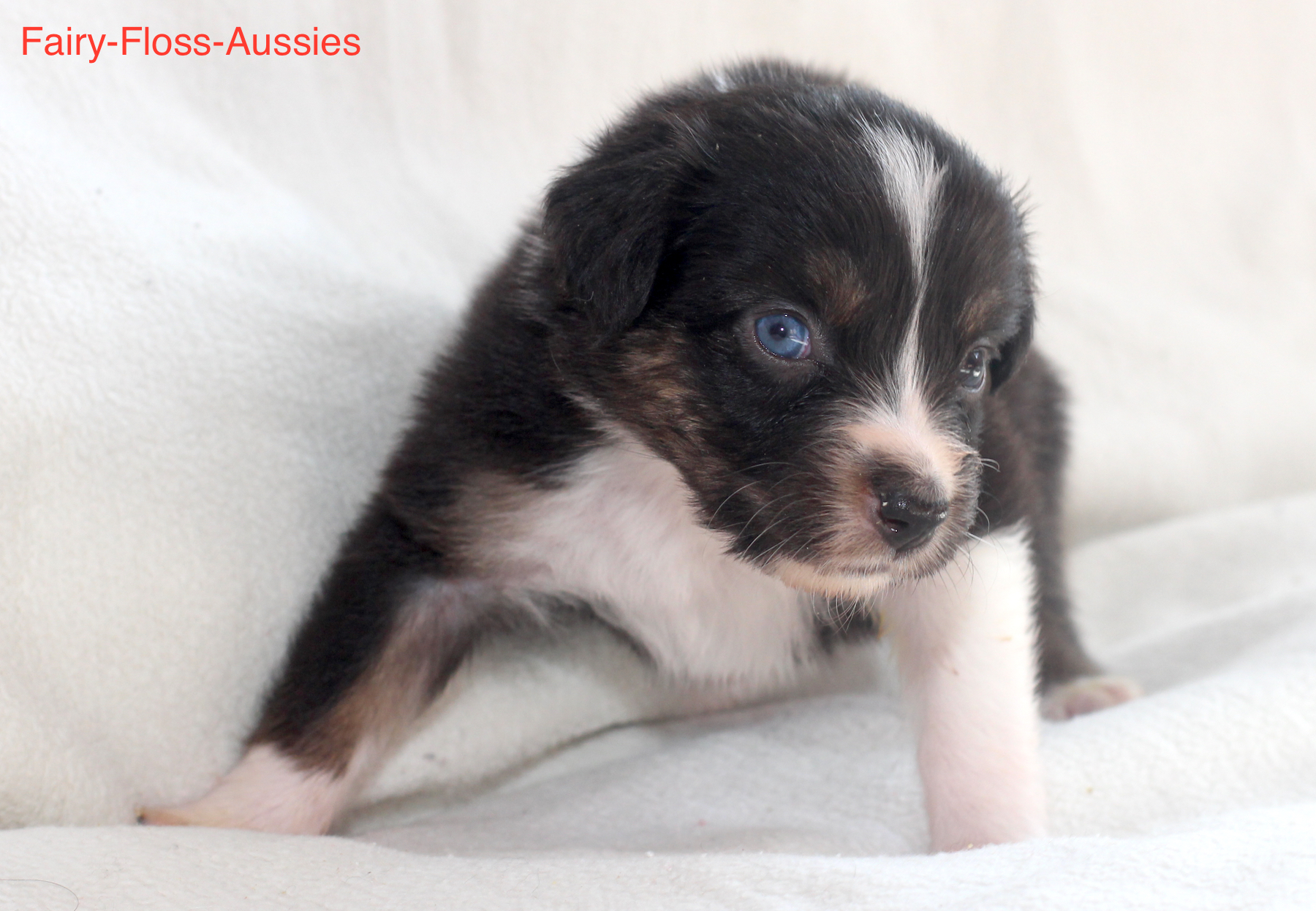 Mini Aussie Welpen