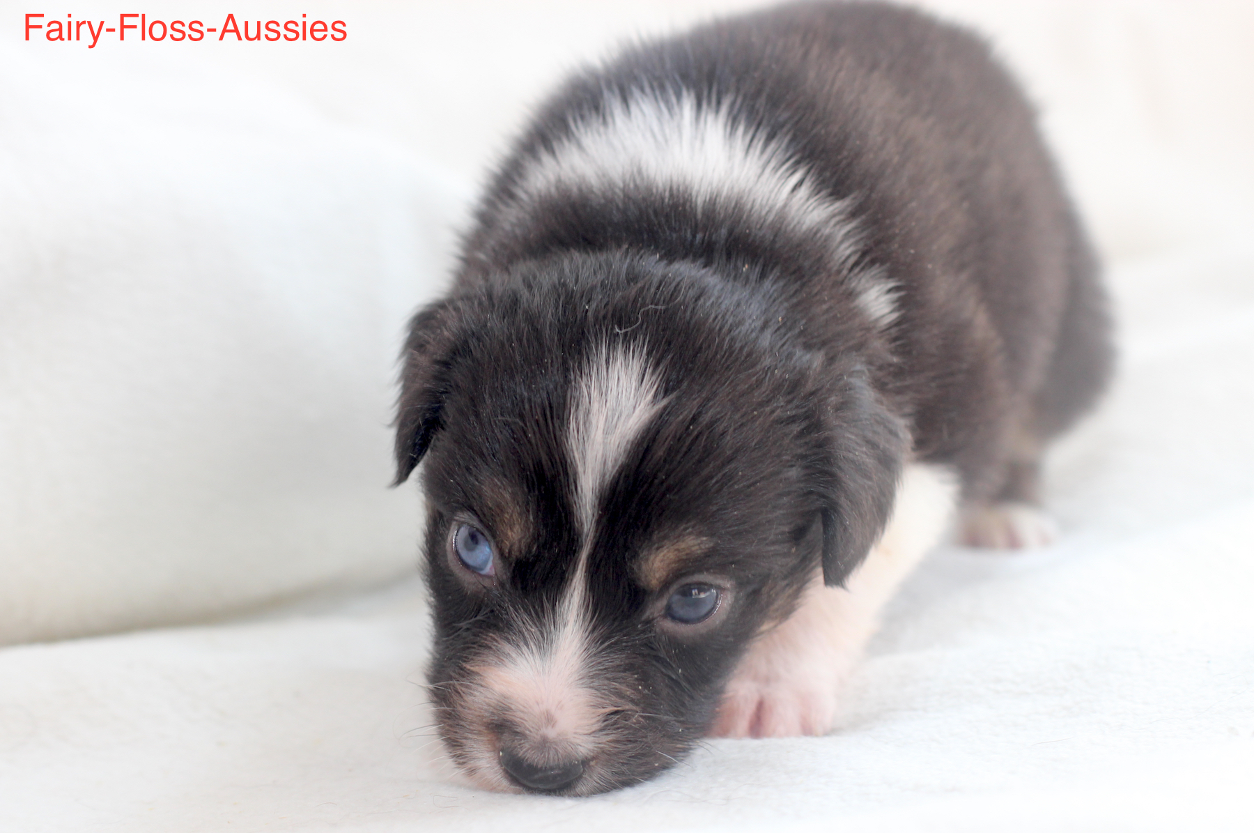 Mini Aussie Welpen