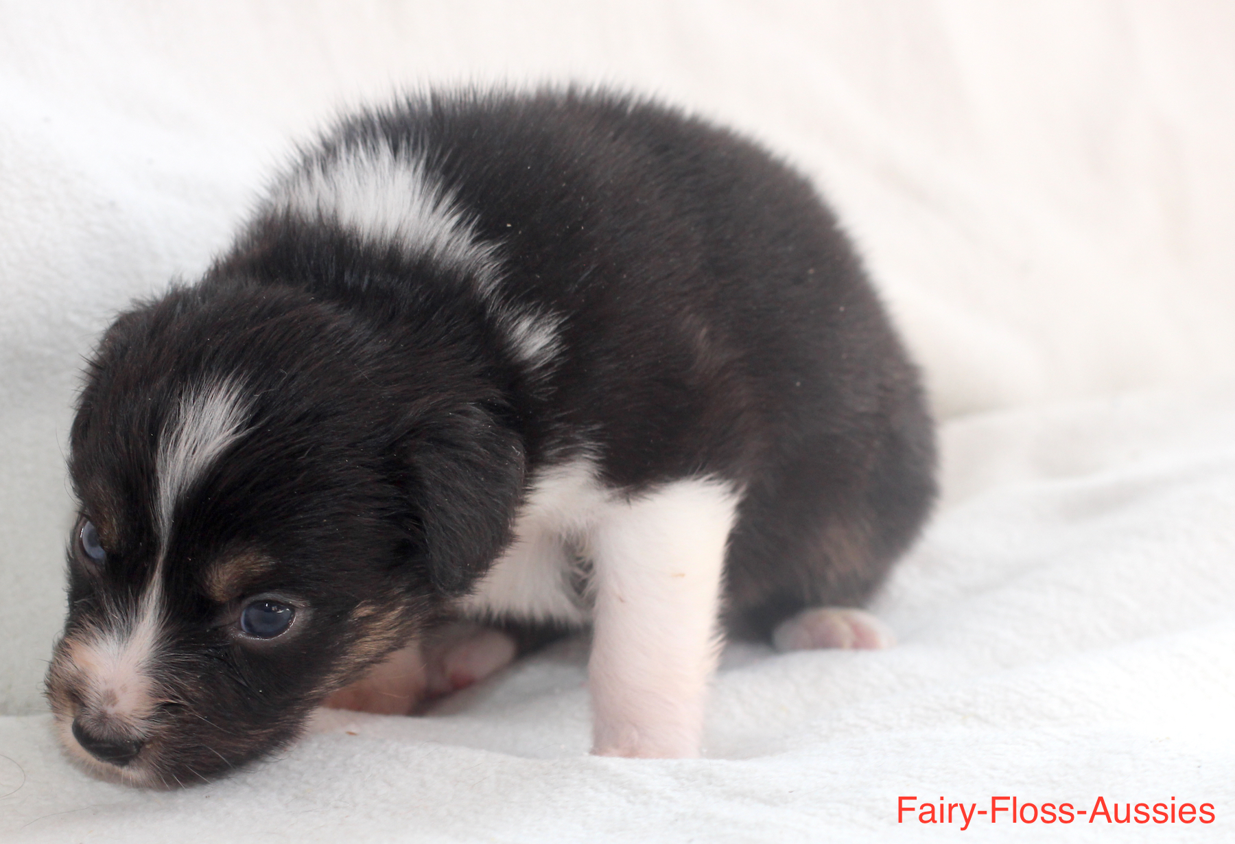 Mini Aussie Welpen