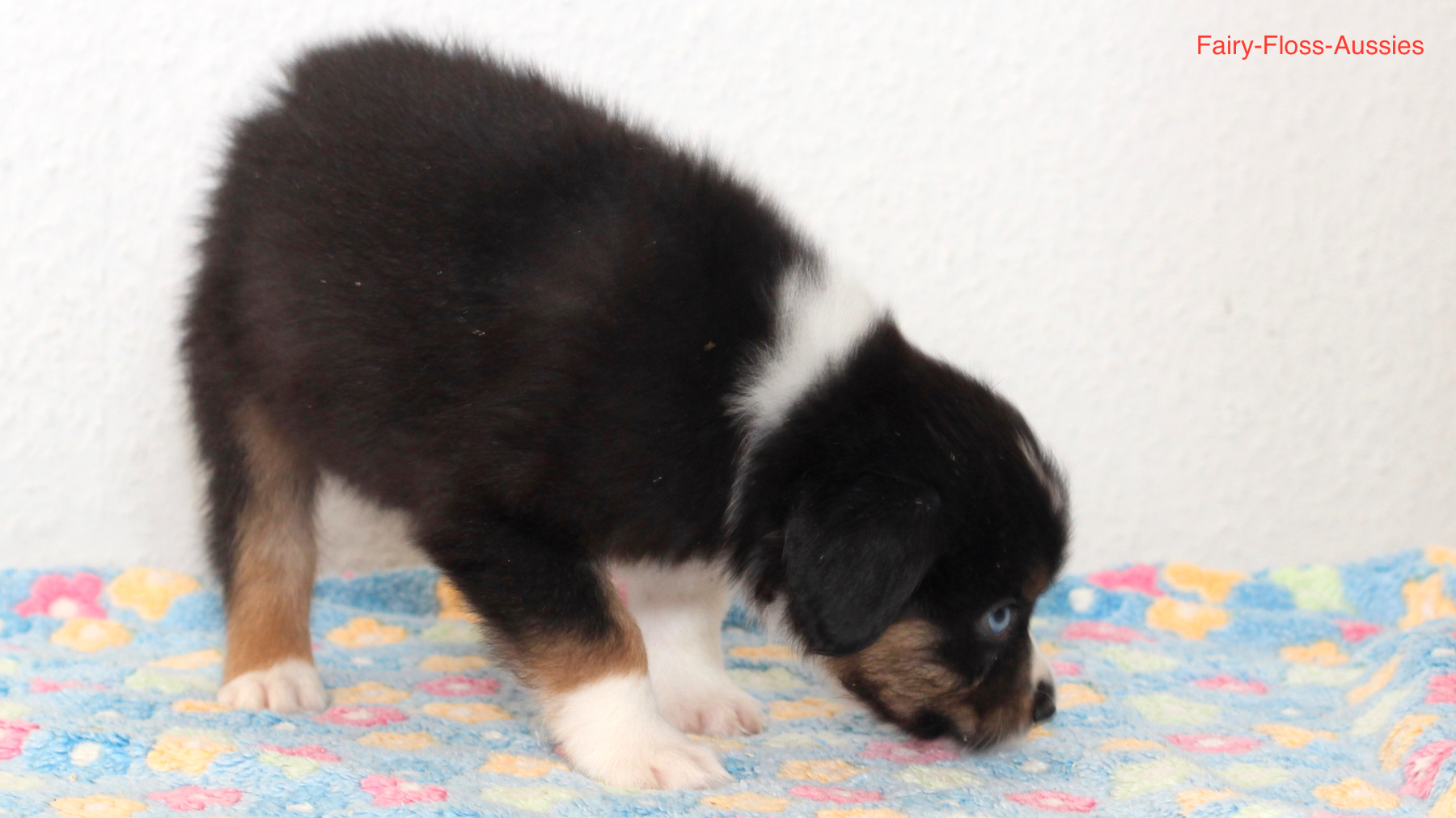 Mini Aussie Welpen