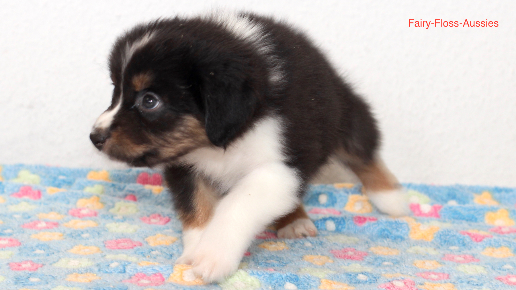 Mini Aussie Welpen