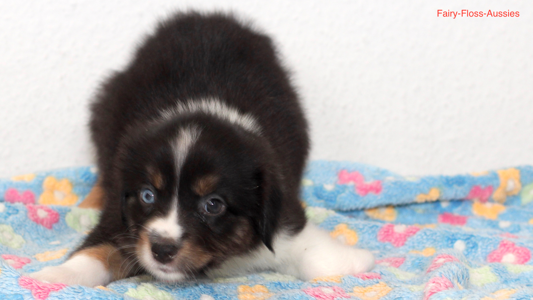 Mini Aussie Welpen