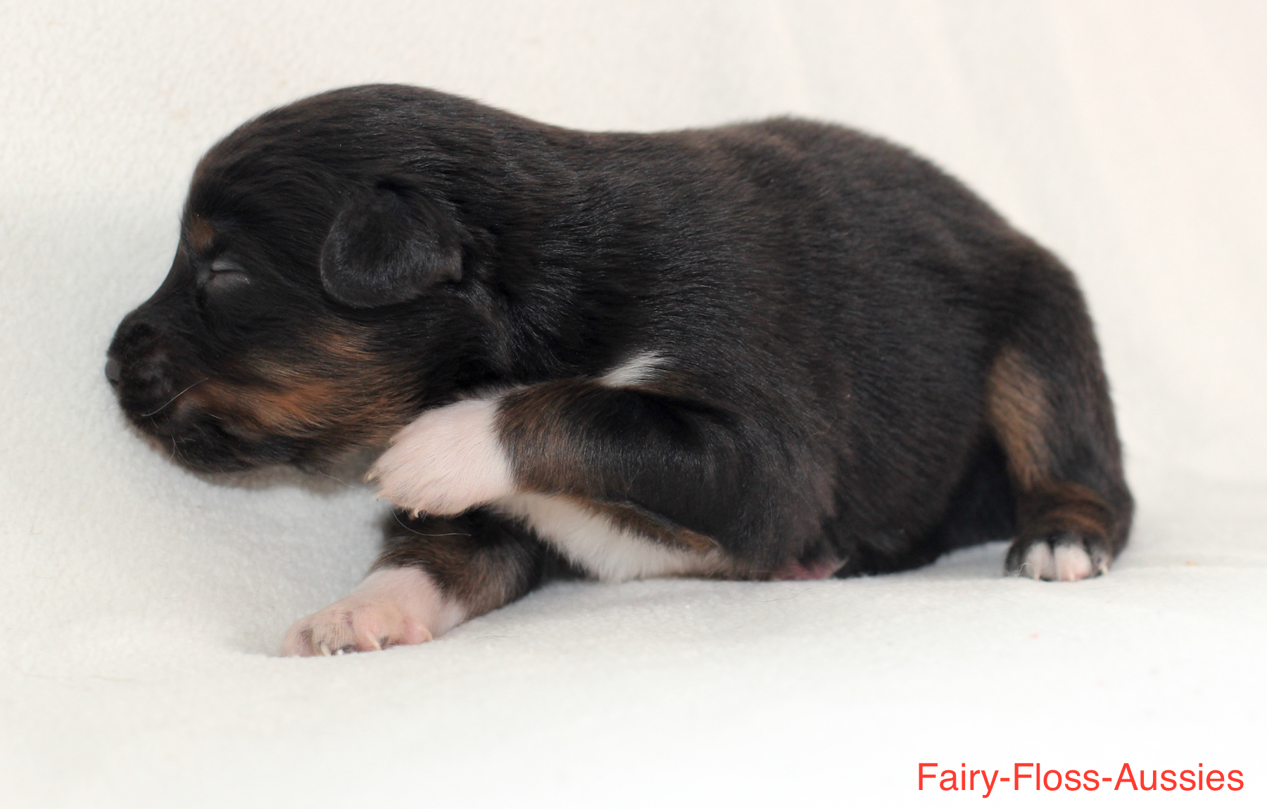 Mini Aussie Welpen