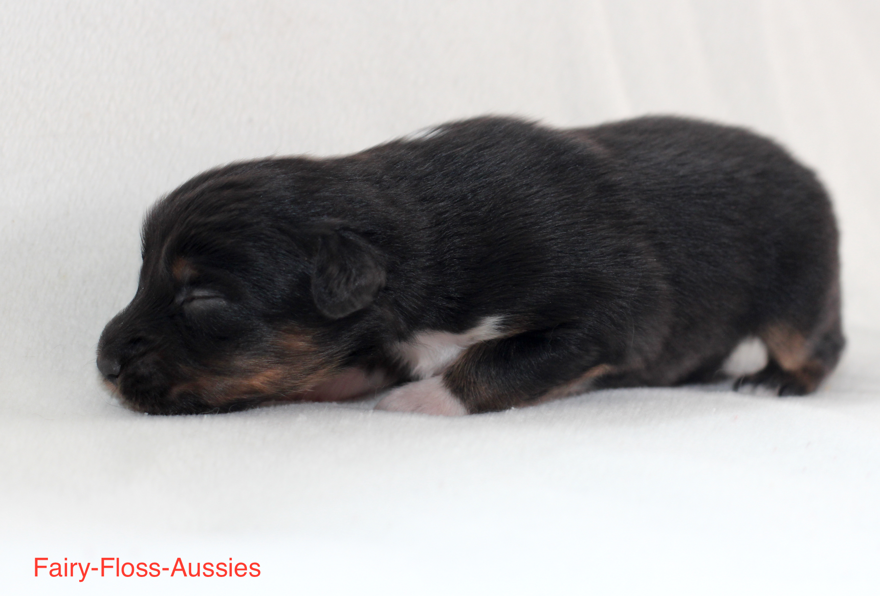 Mini Aussie Welpen