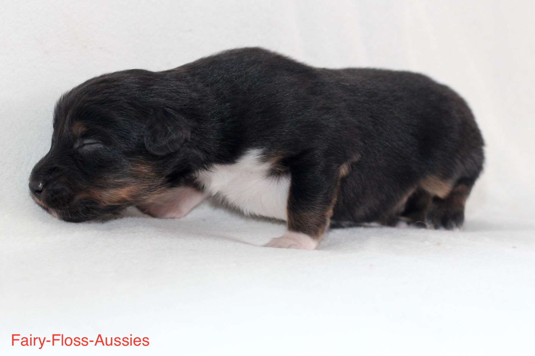 Mini Aussie Welpen