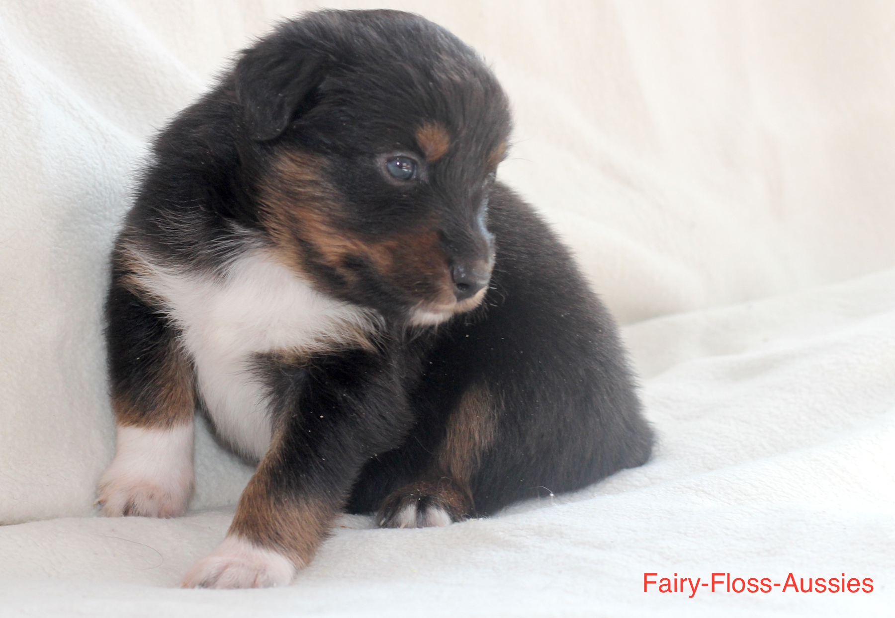 Mini Aussie Welpen