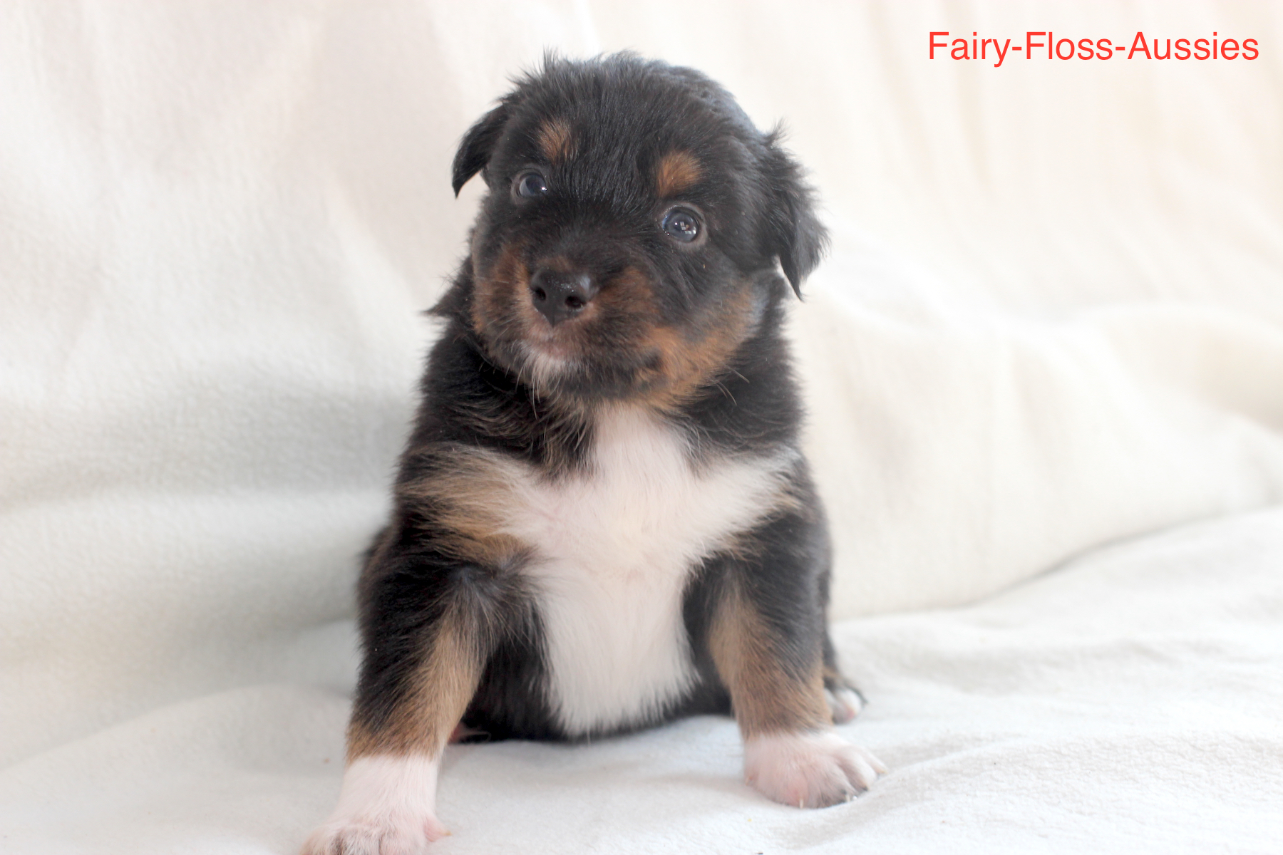 Mini Aussie Welpen