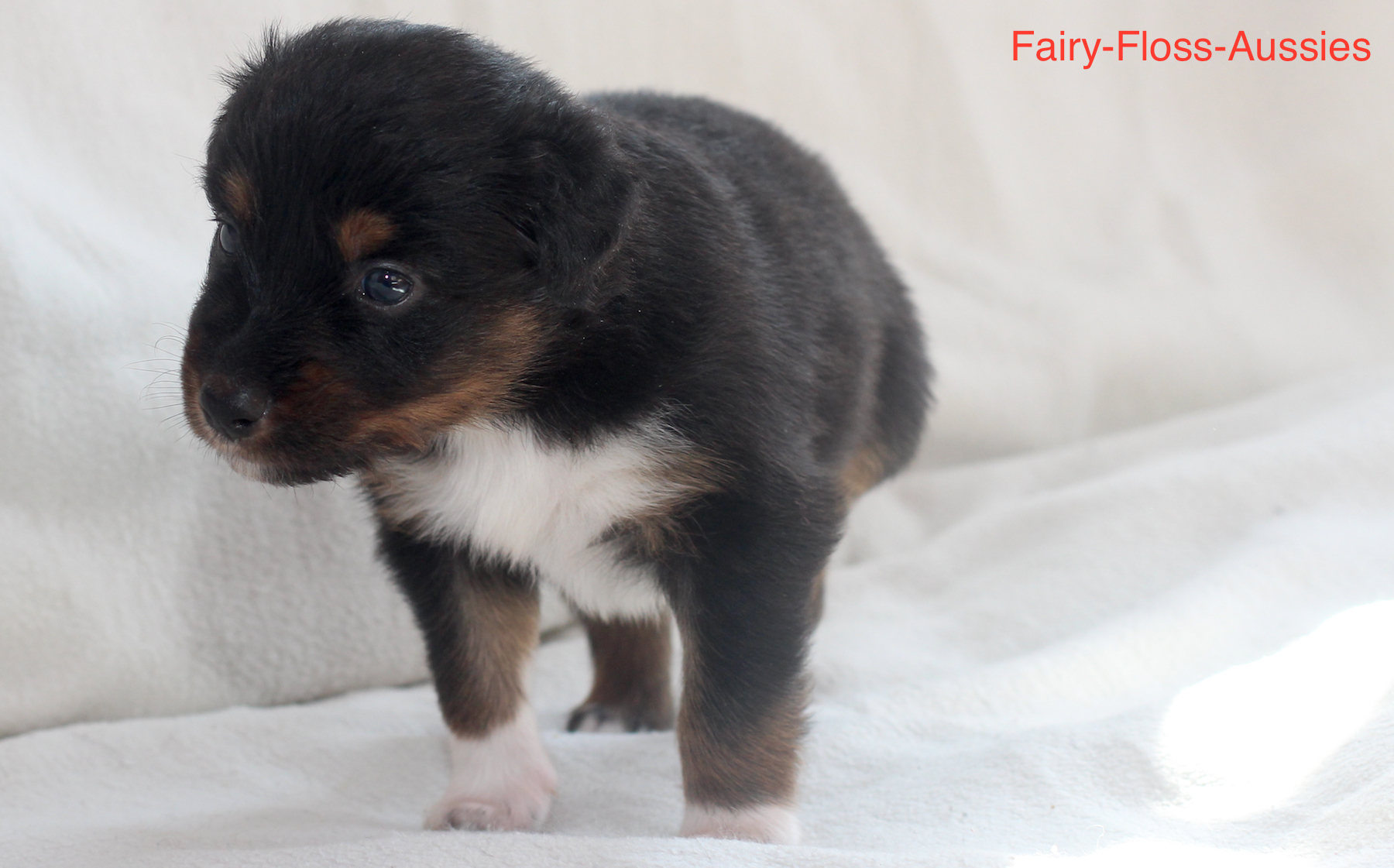 Mini Aussie Welpen