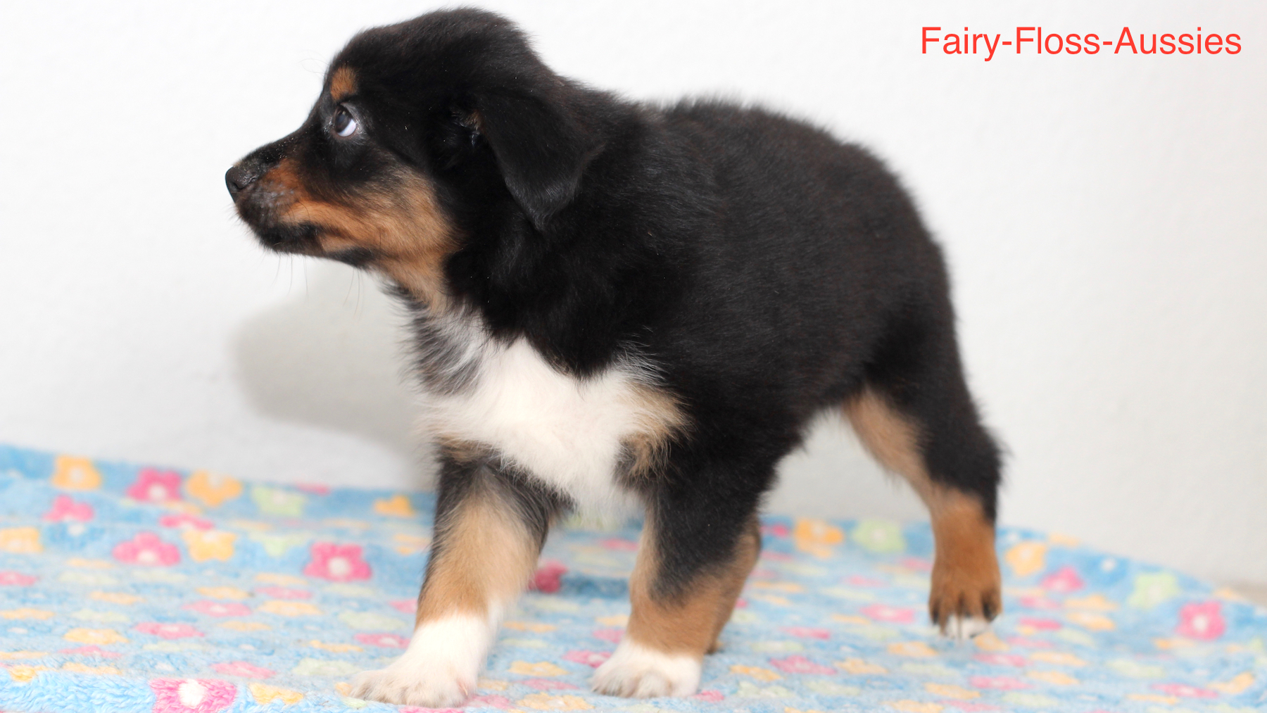 Mini Aussie Welpen