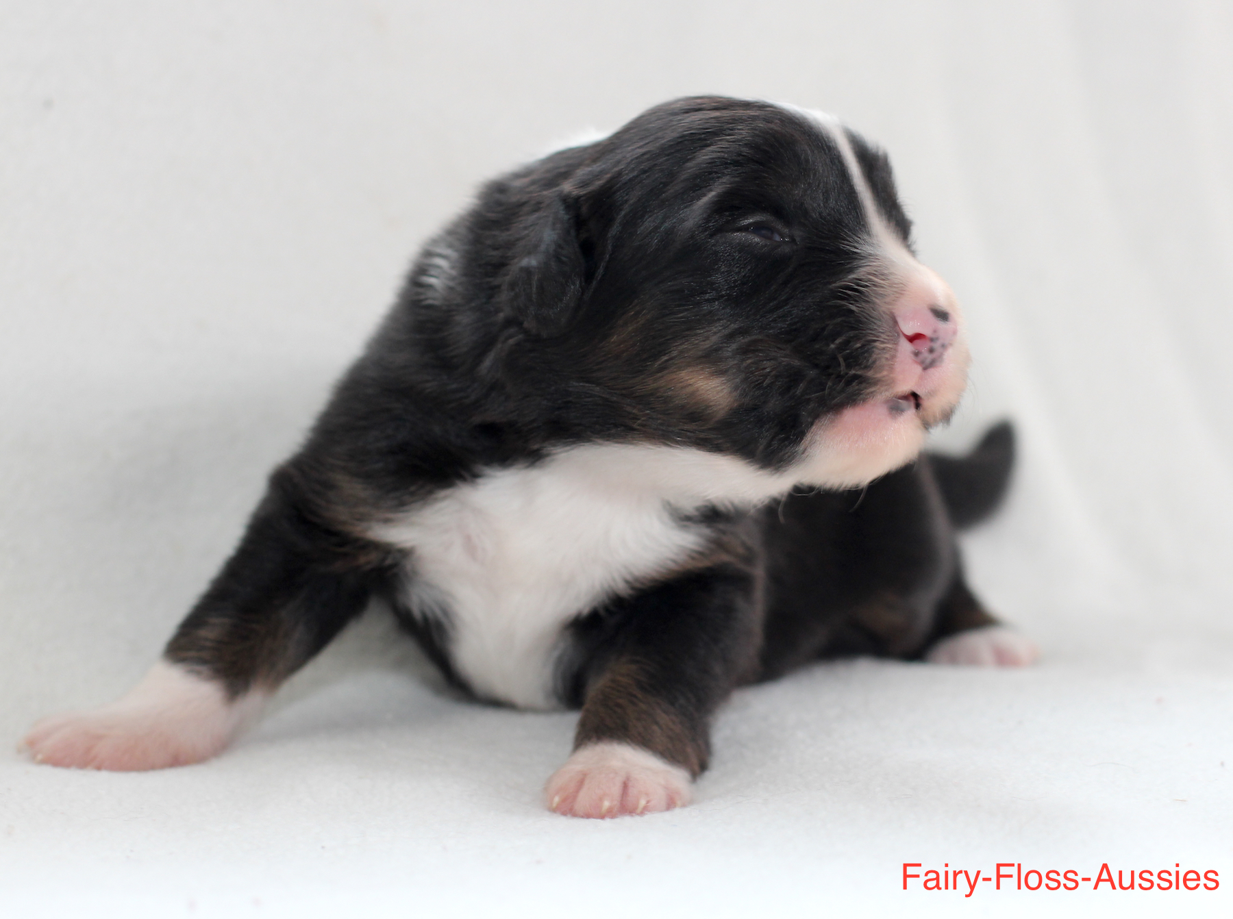 Mini Aussie Welpen