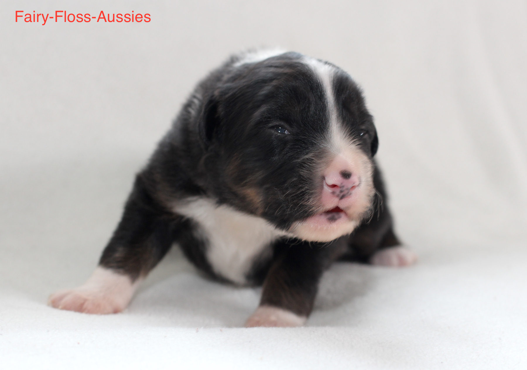 Mini Aussie Welpen