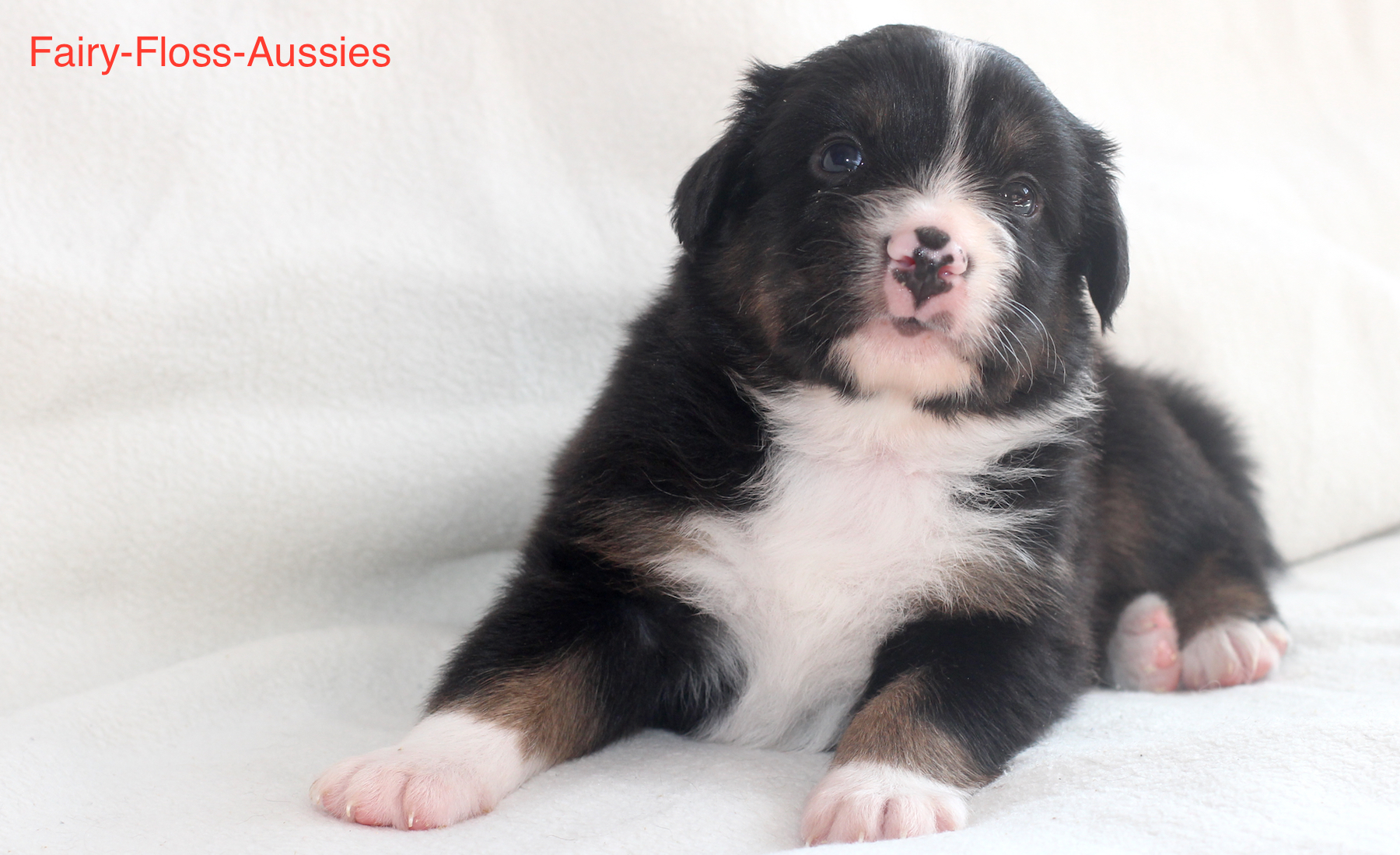 Mini Aussie Welpen