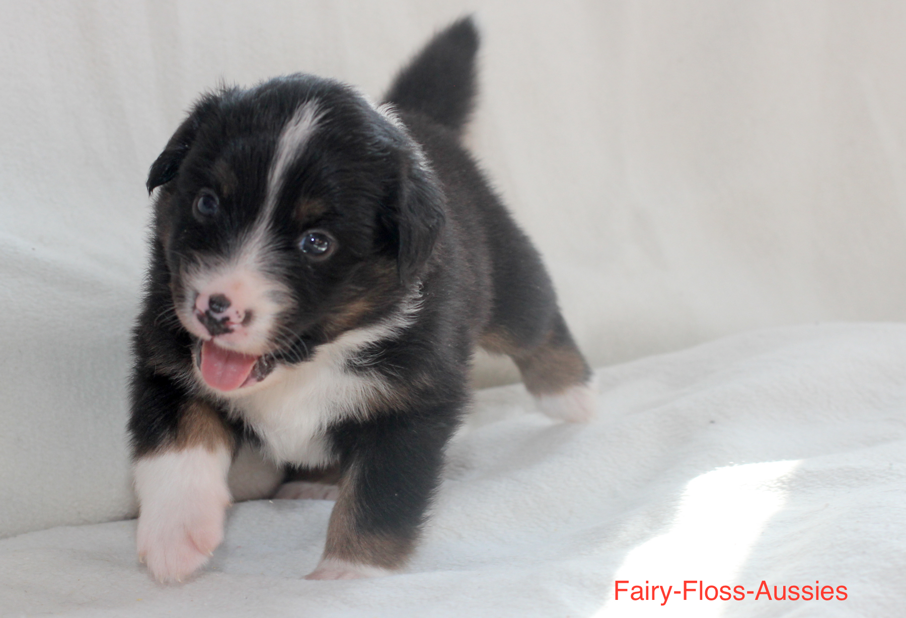 Mini Aussie Welpen