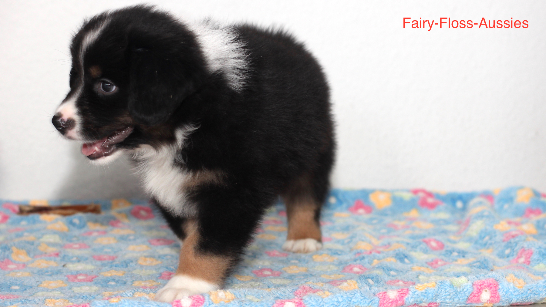 Mini Aussie Welpen