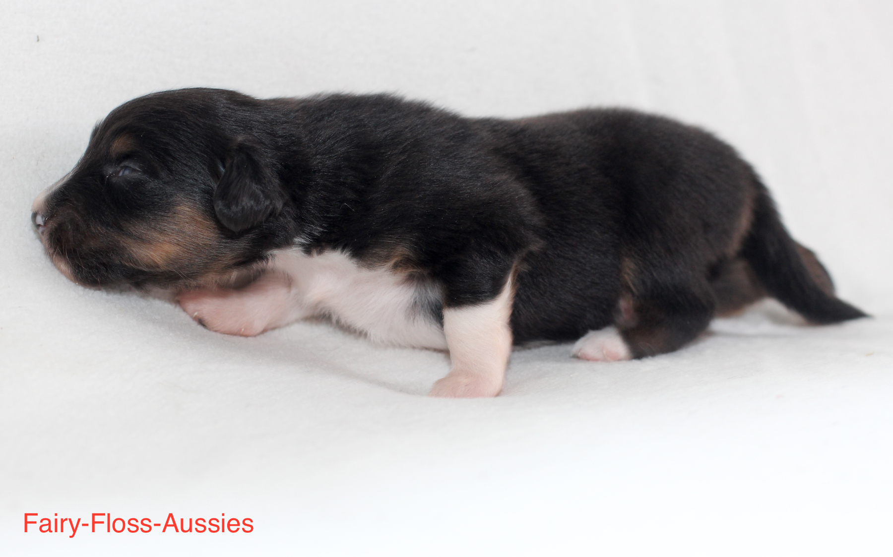 Mini Aussie Welpen