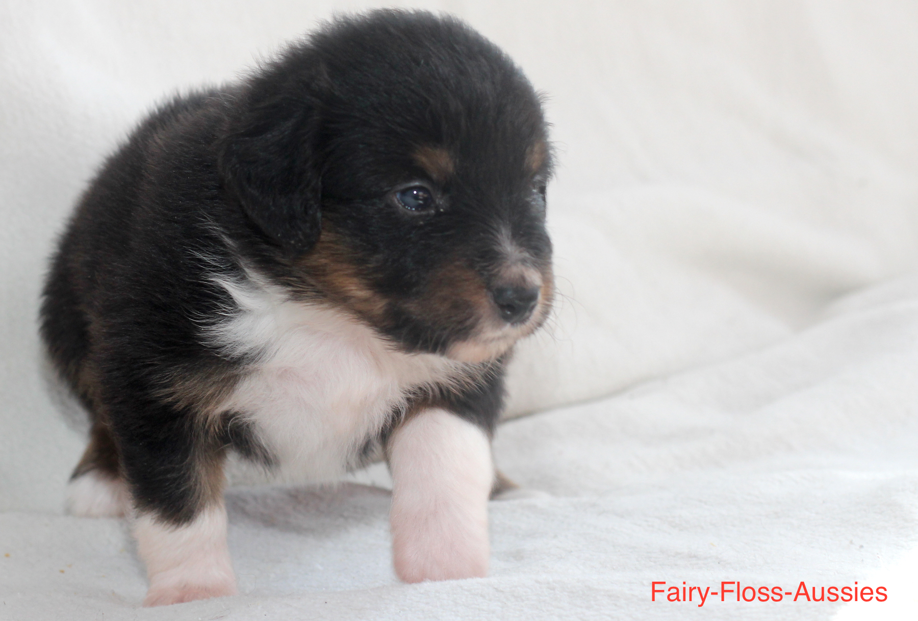 Mini Aussie Welpen