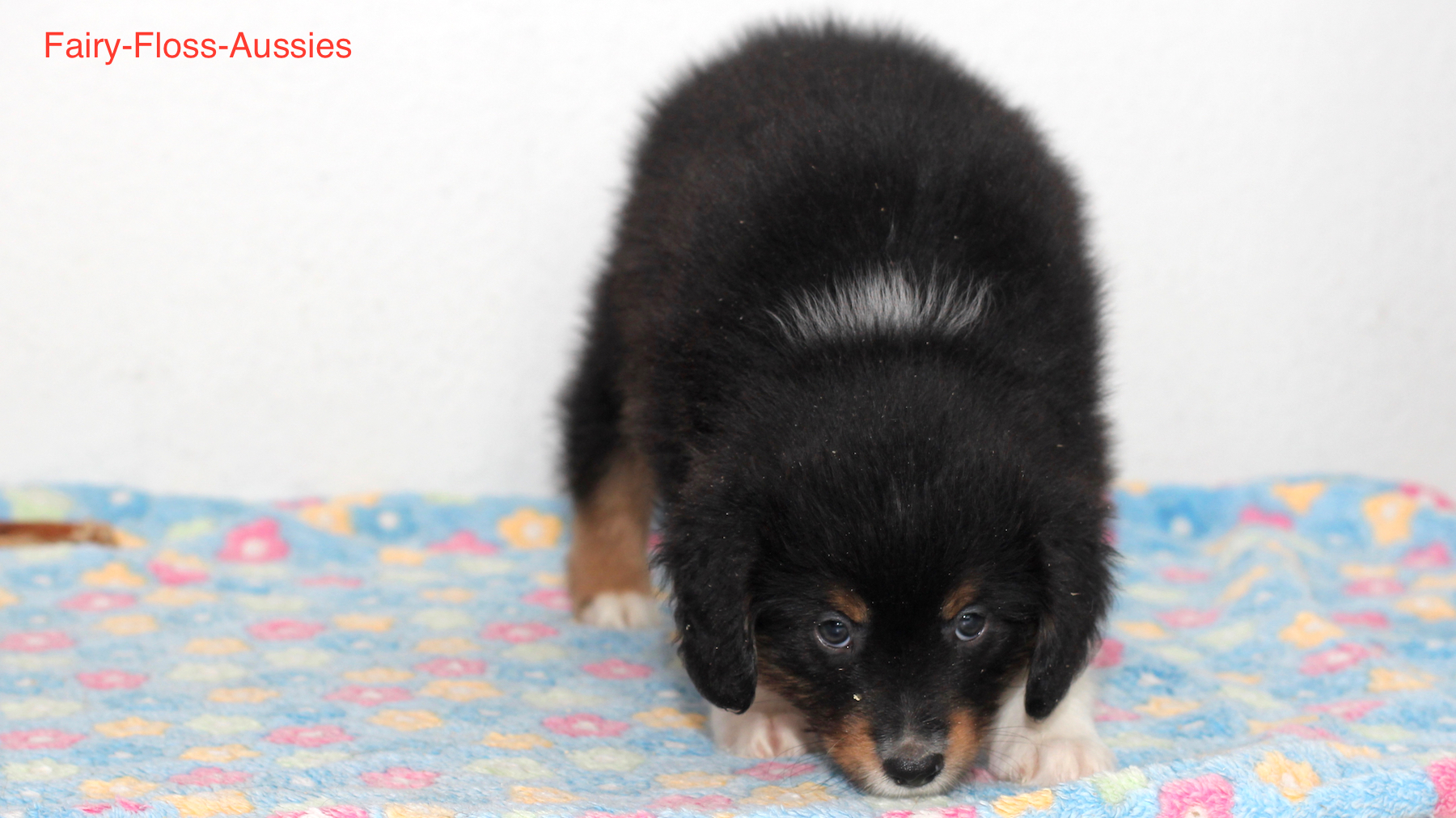 Mini Aussie Welpen