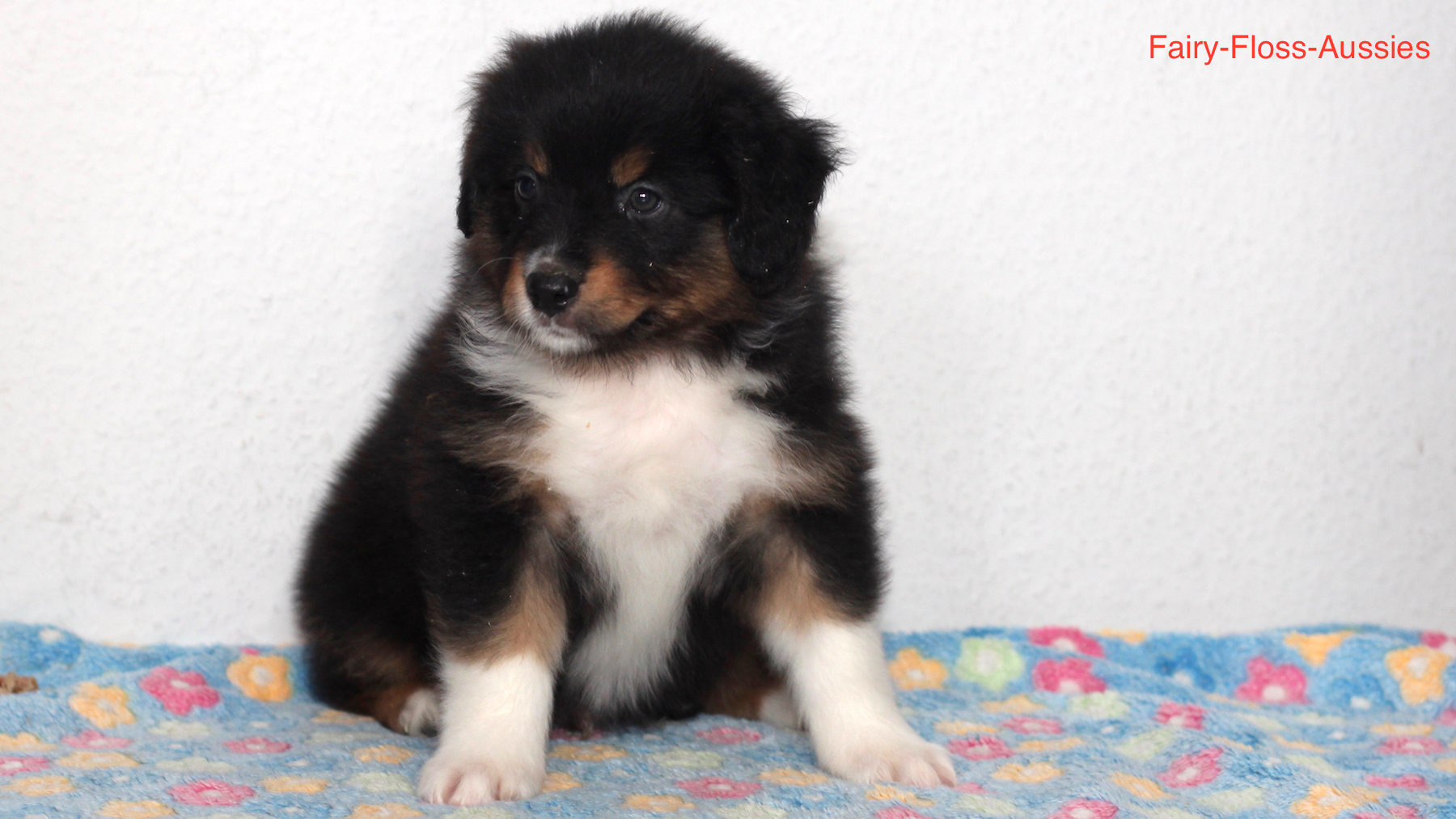 Mini Aussie Welpen