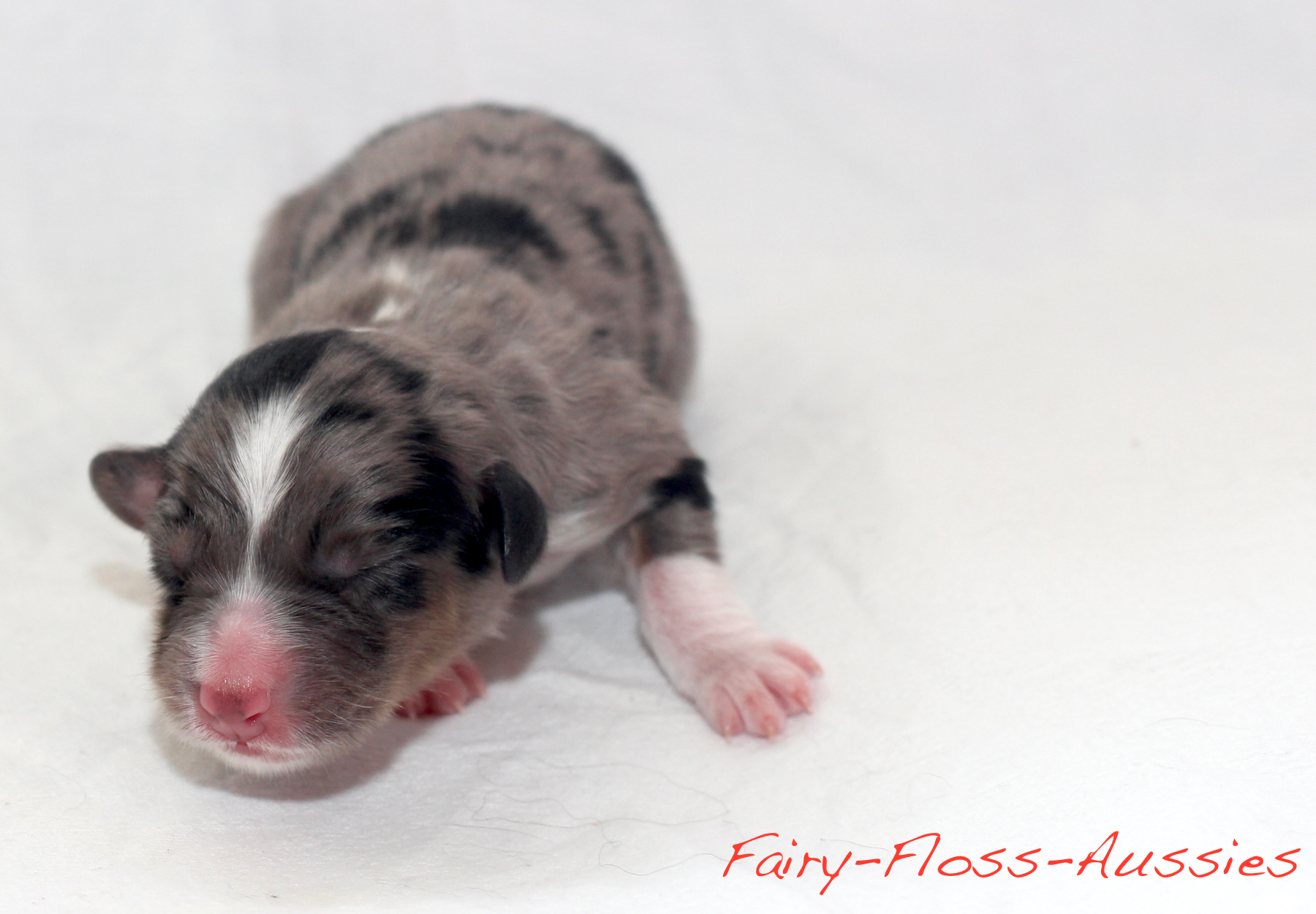 Mini Aussie Welpen