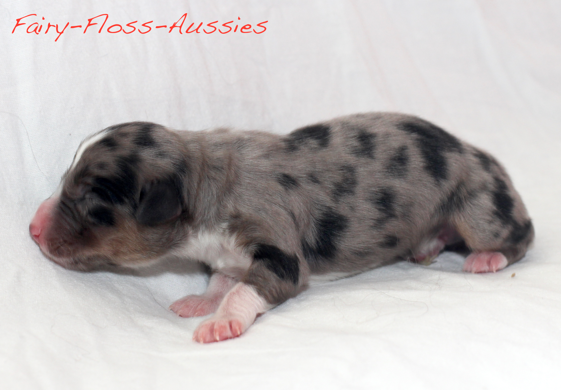 Mini Aussie Welpen