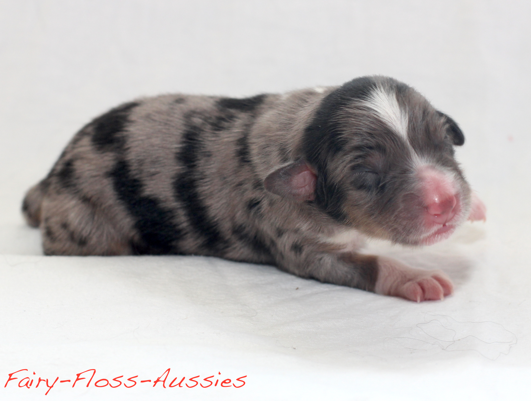 Mini Aussie Welpen