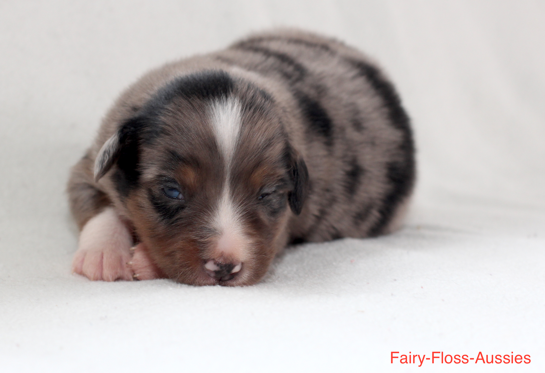 Mini Aussie Welpen