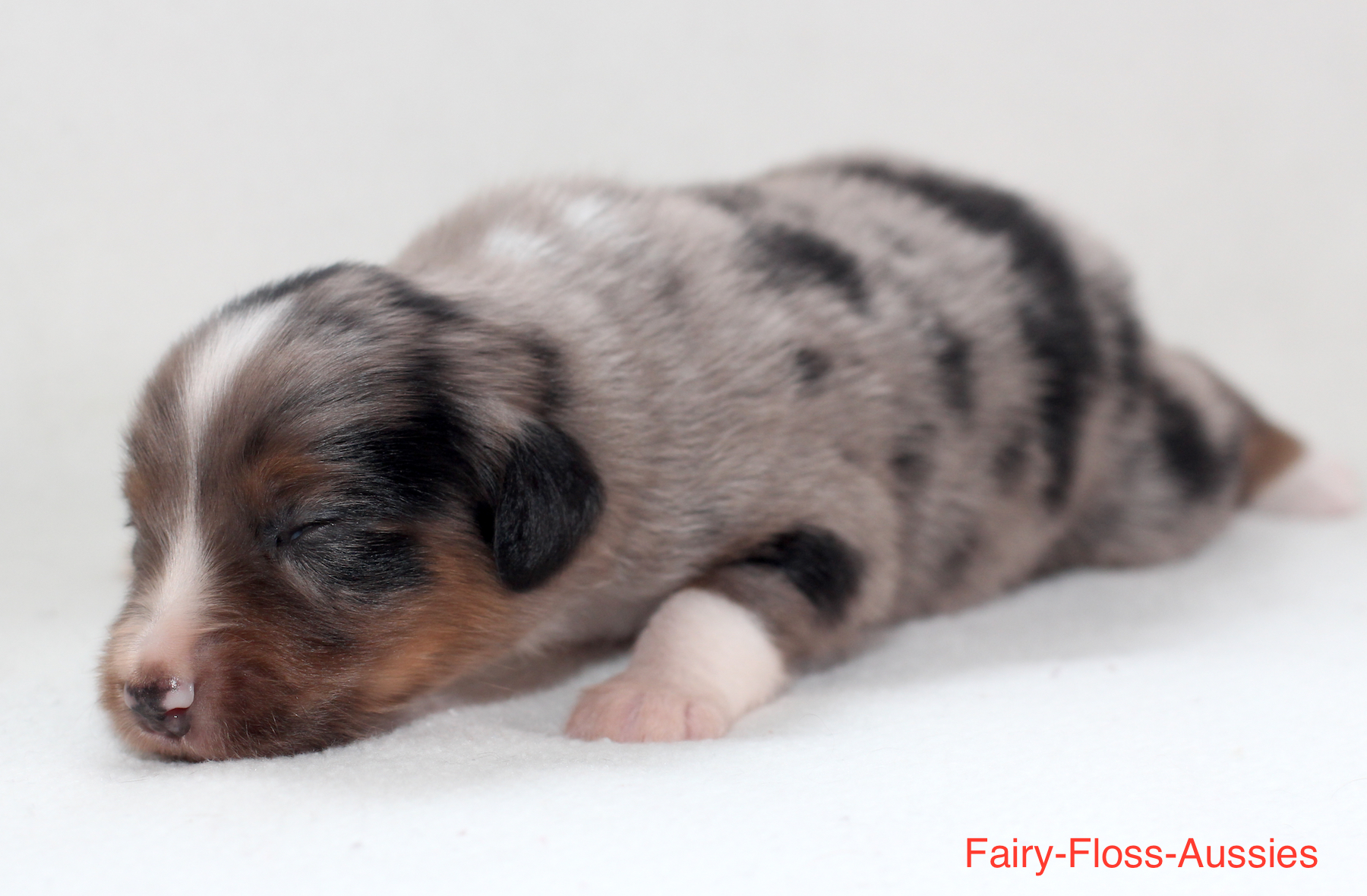 Mini Aussie Welpen