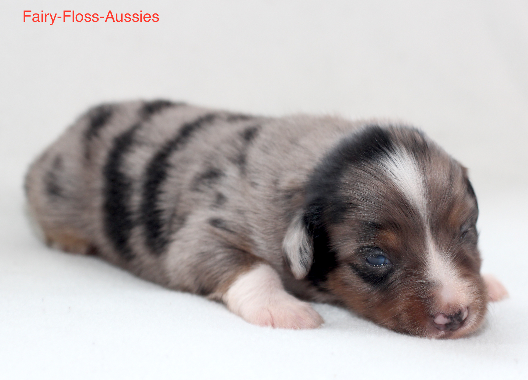 Mini Aussie Welpen