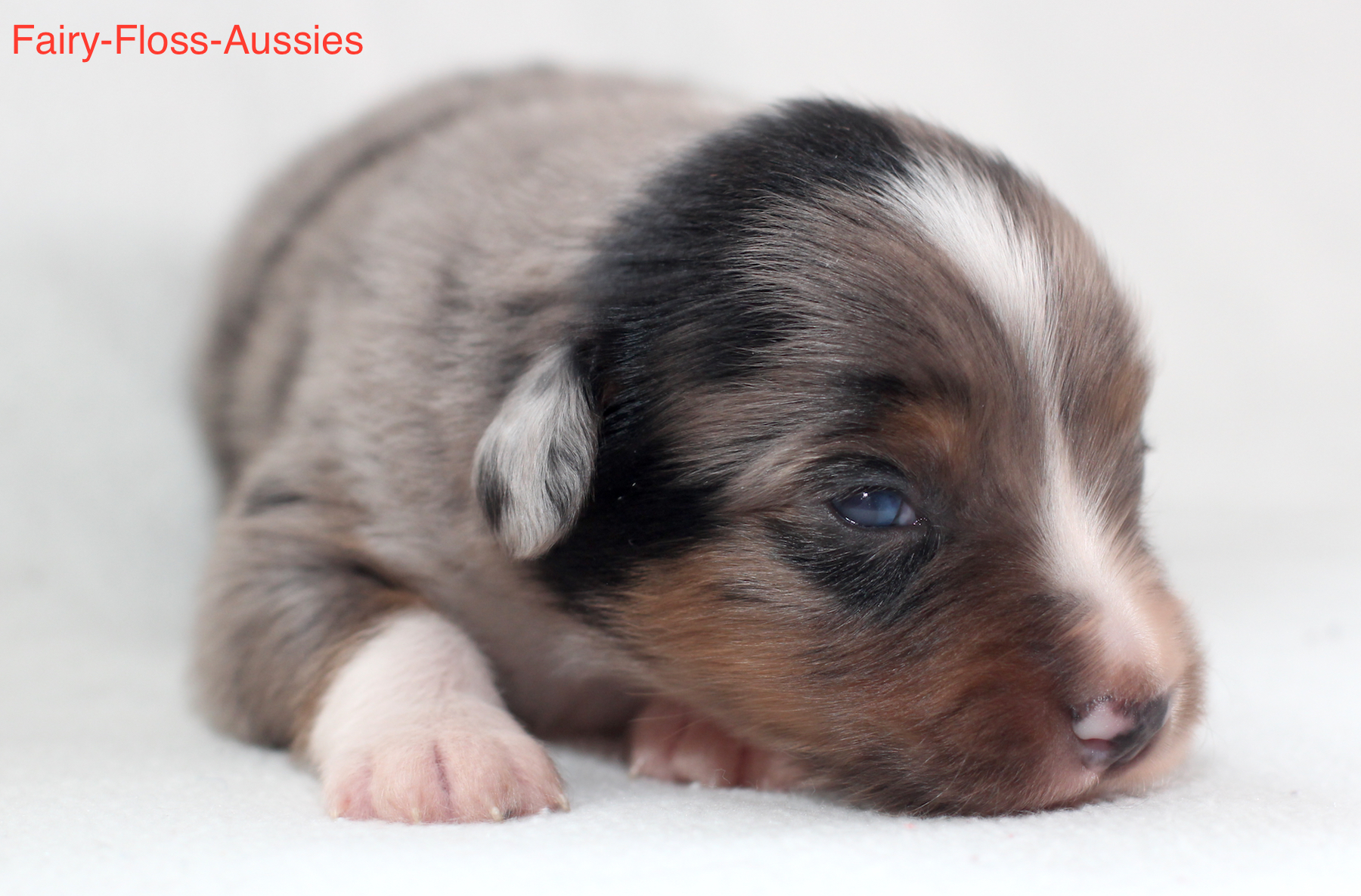 Mini Aussie Welpen