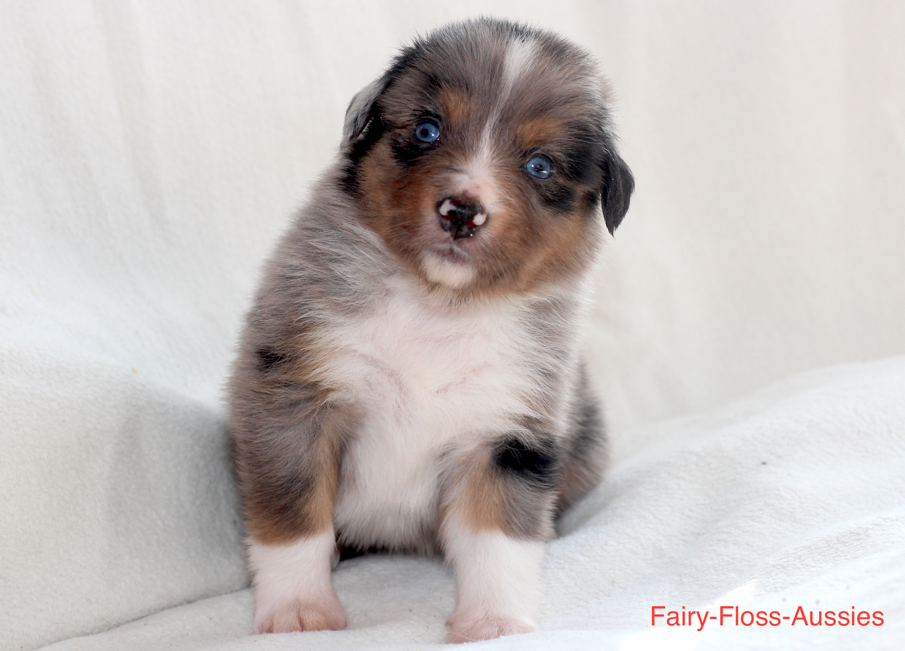 Mini Aussie Welpen