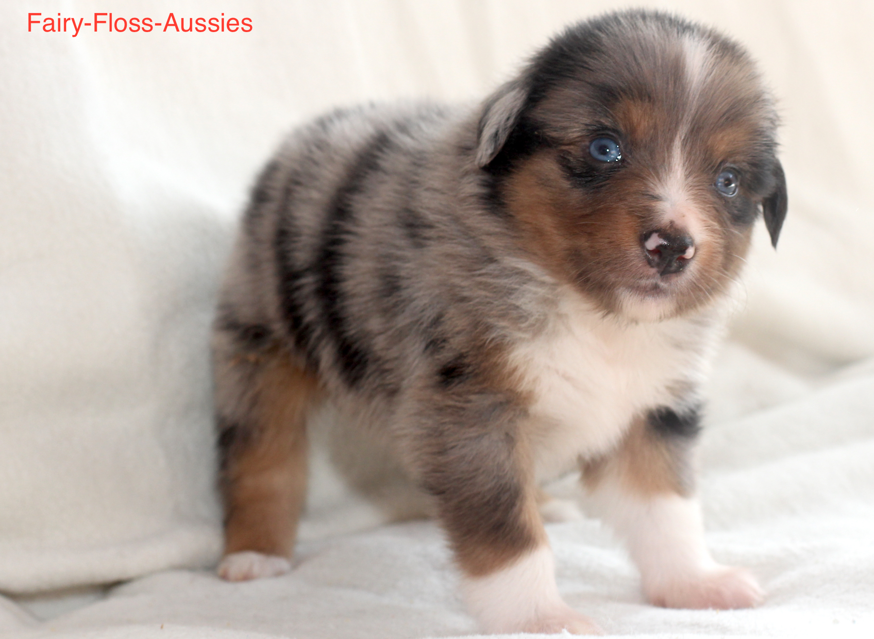 Mini Aussie Welpen