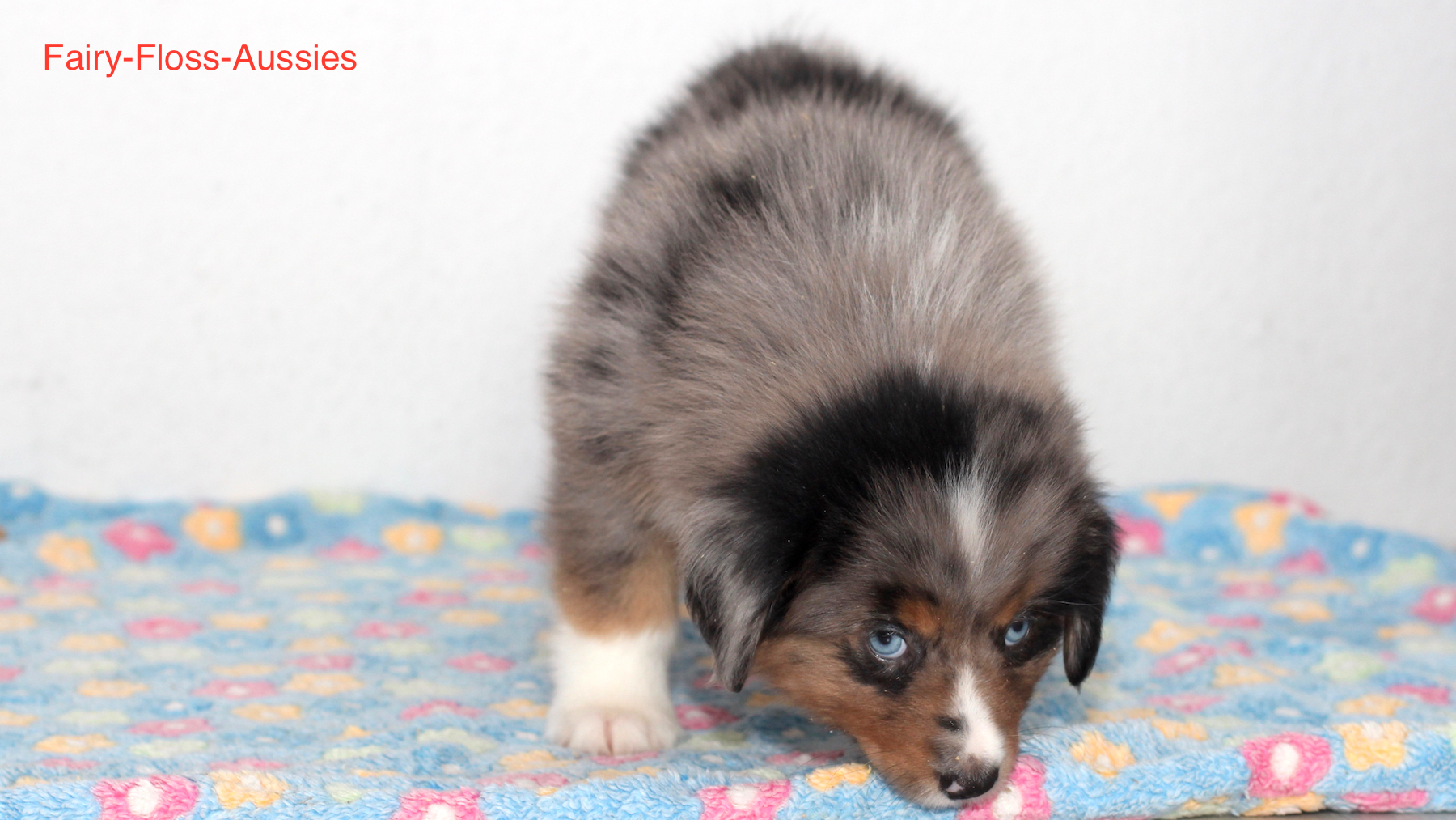 Mini Aussie Welpen