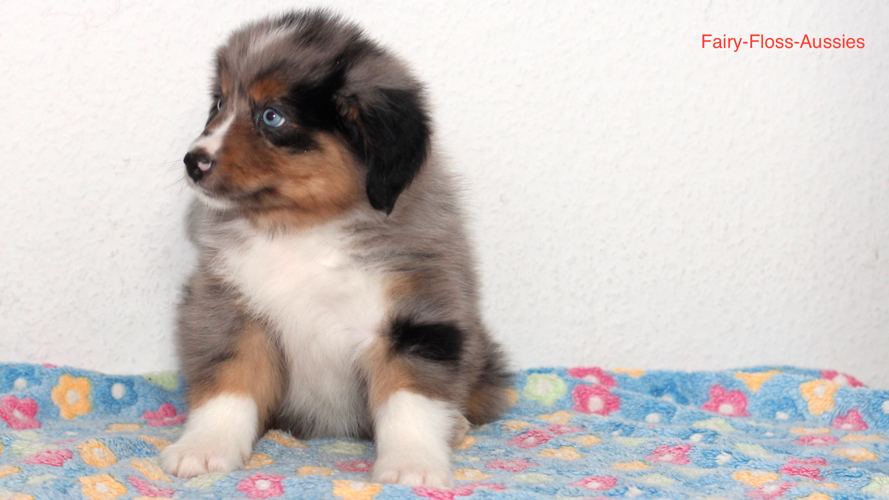 Mini Aussie Welpen