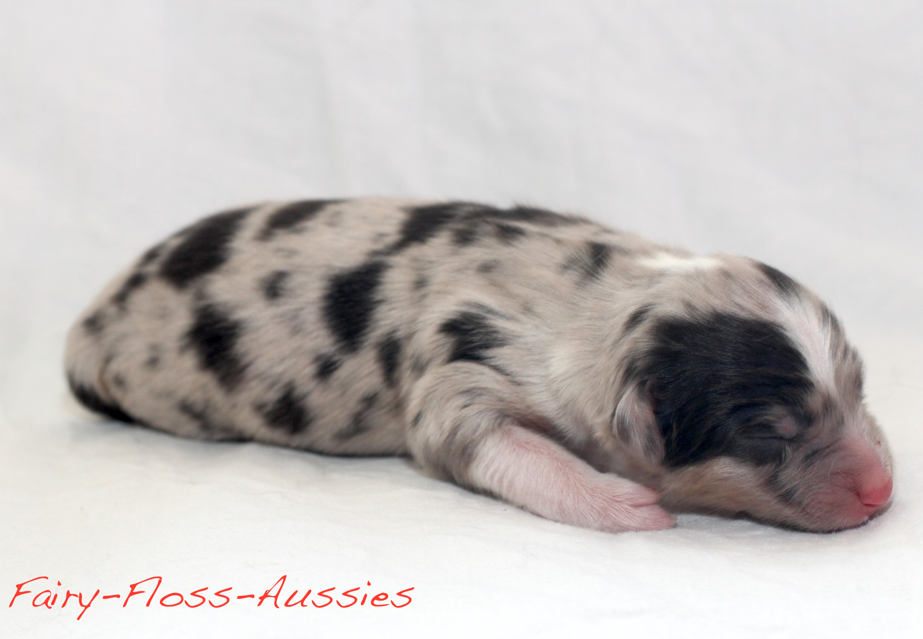 Mini Aussie Welpen