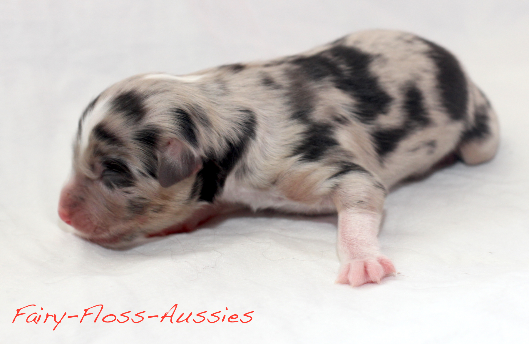 Mini Aussie Welpen