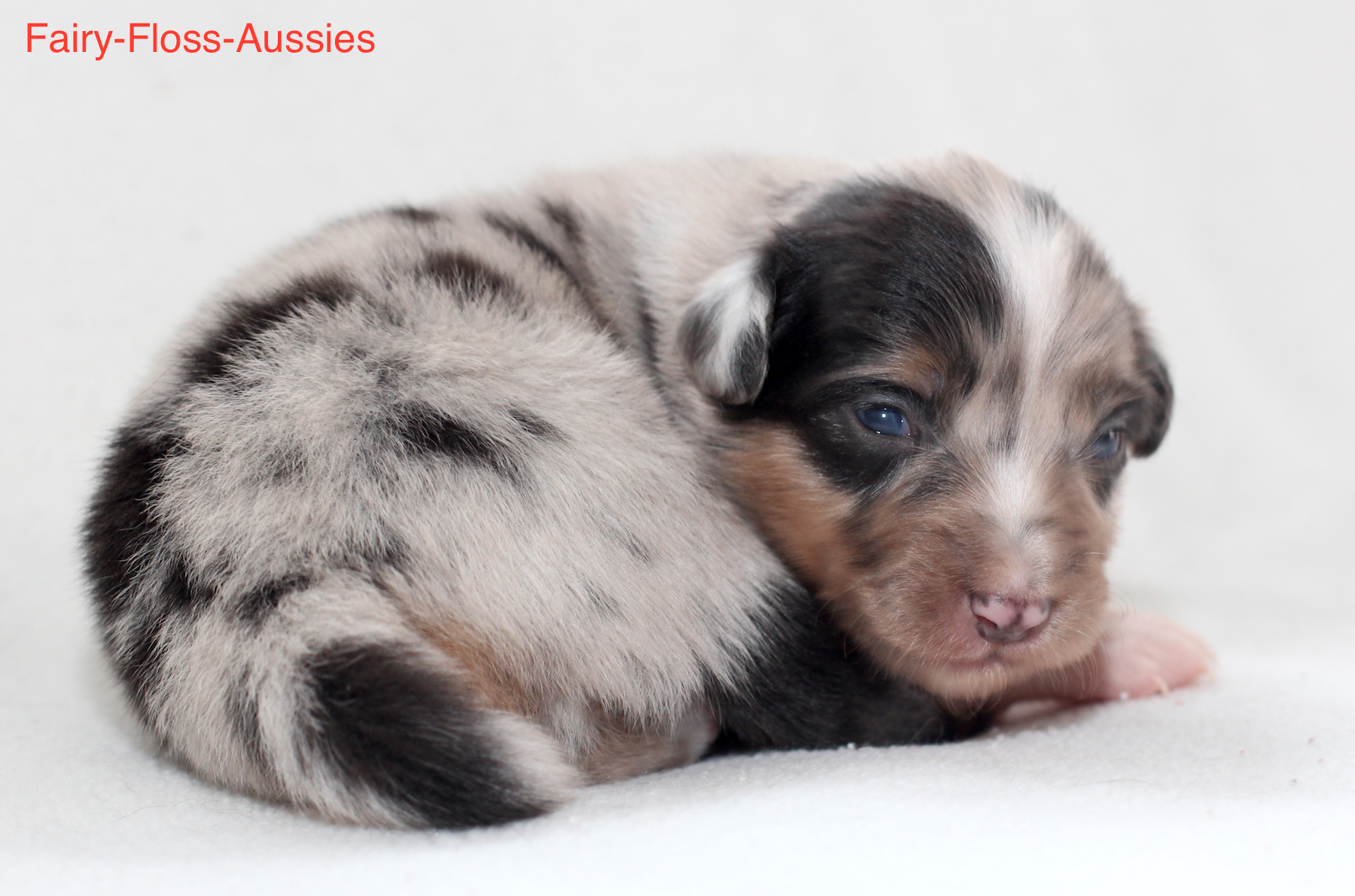 Mini Aussie Welpen