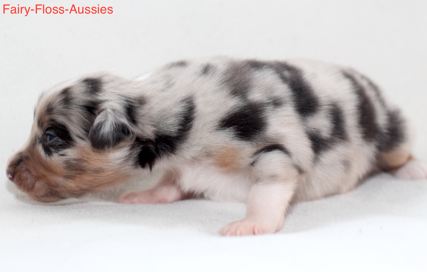 Mini Aussie Welpen