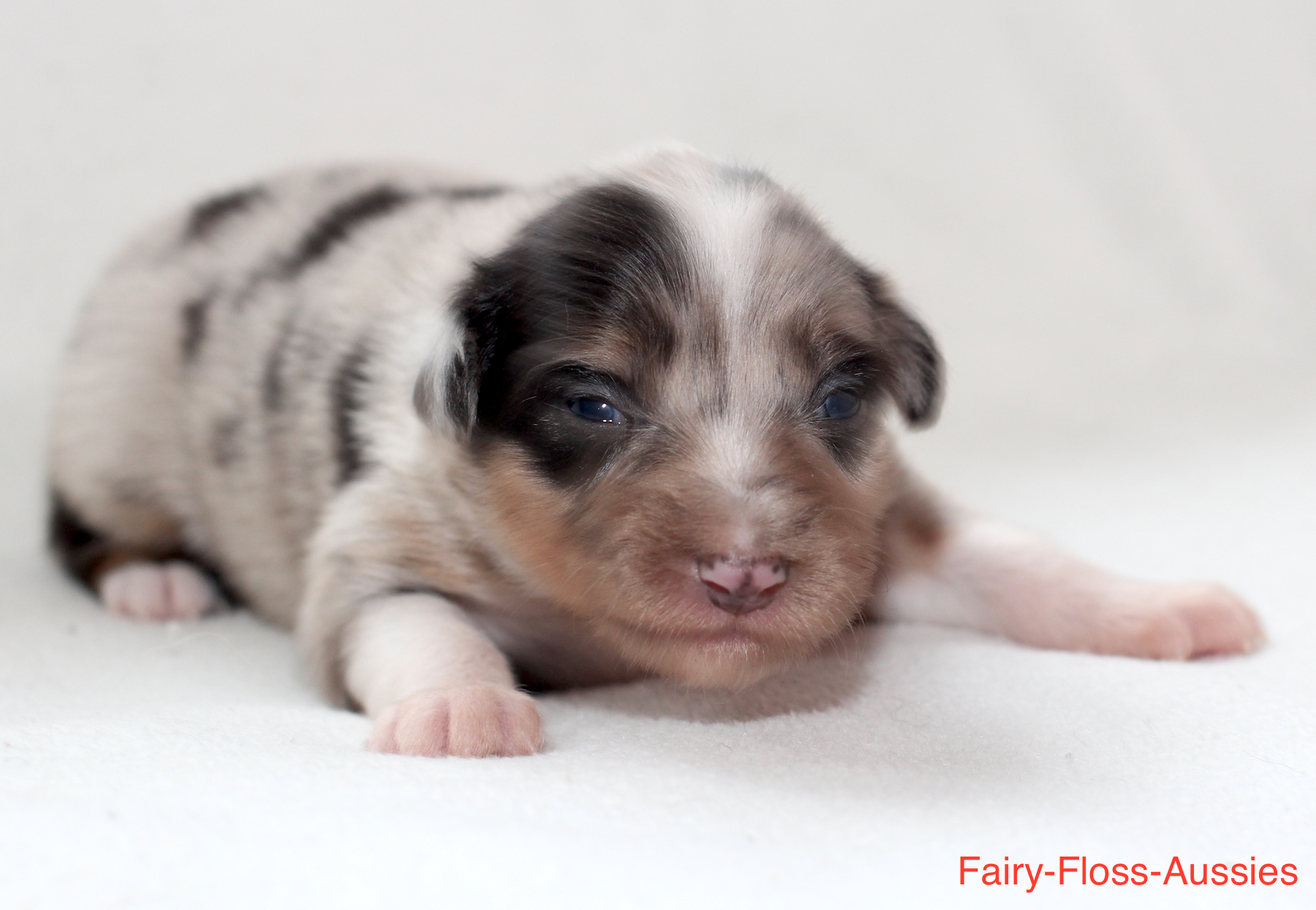 Mini Aussie Welpen