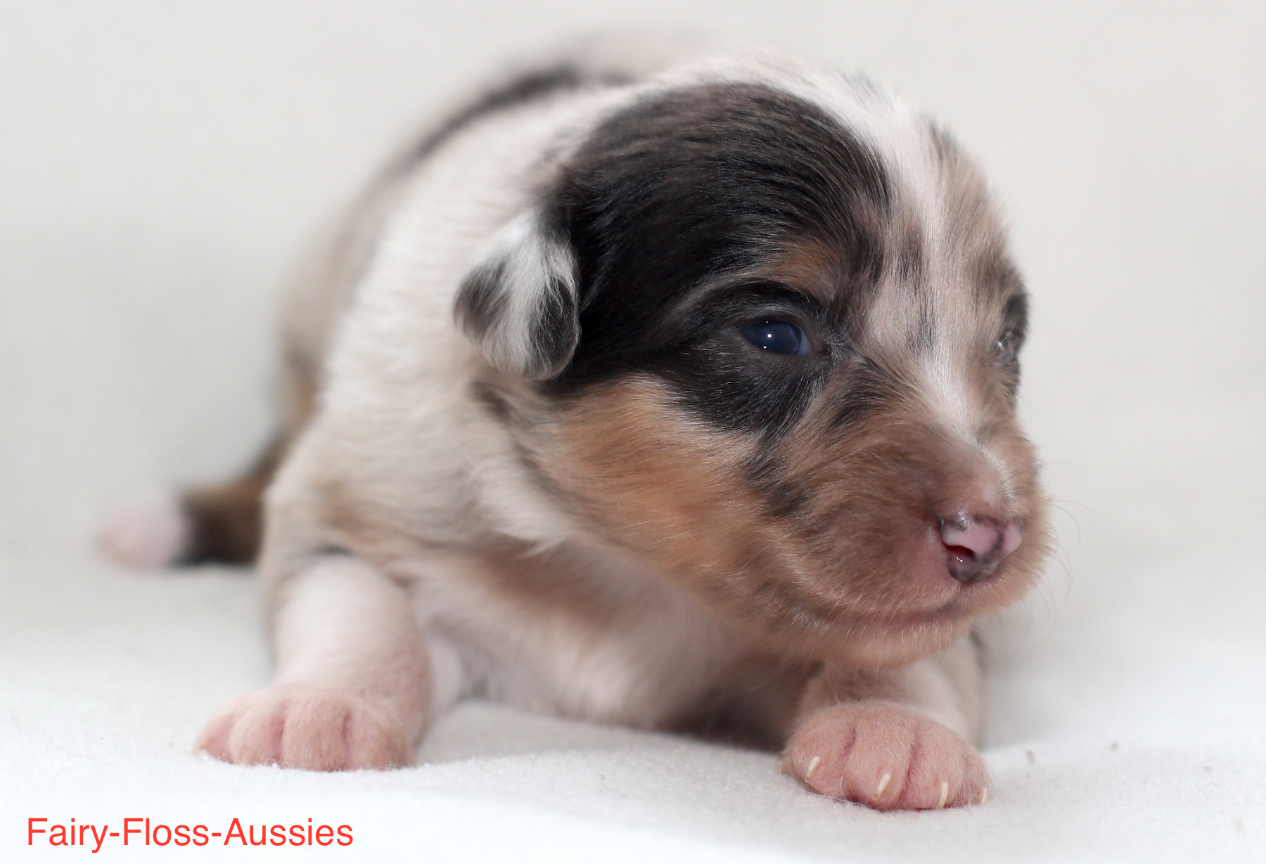 Mini Aussie Welpen