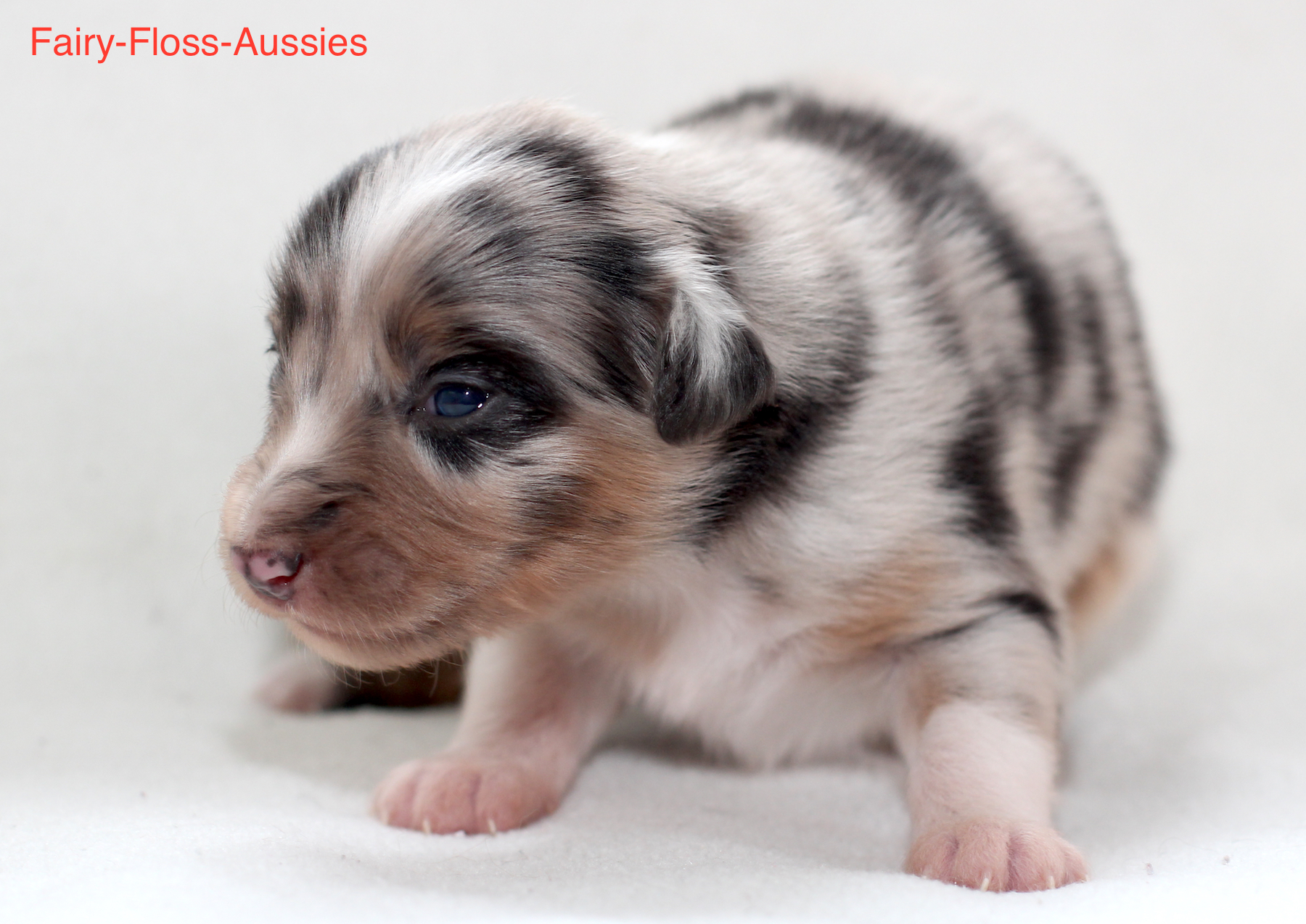 Mini Aussie Welpen