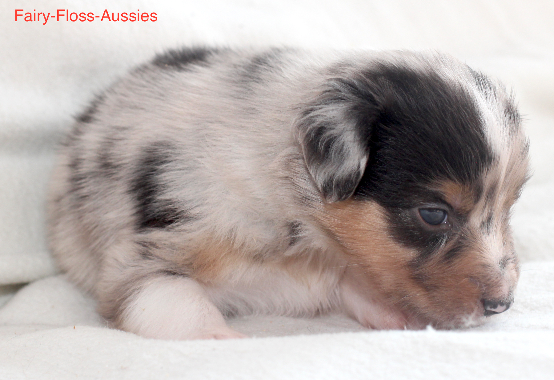 Mini Aussie Welpen