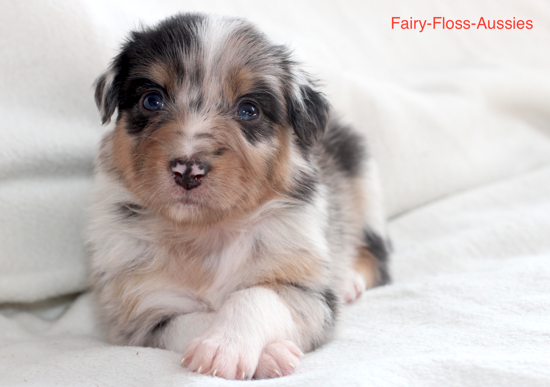 Mini Aussie Welpen