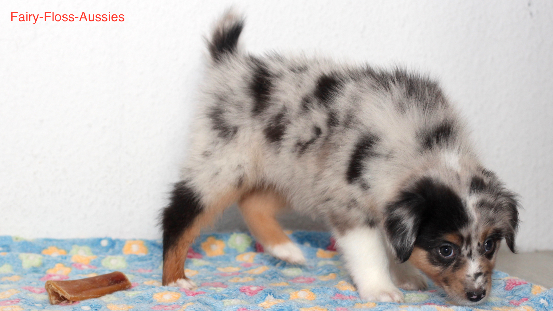 Mini Aussie Welpen