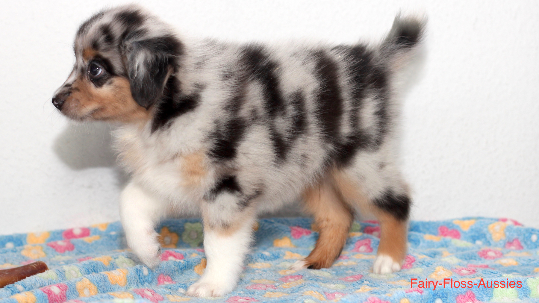 Mini Aussie Welpen