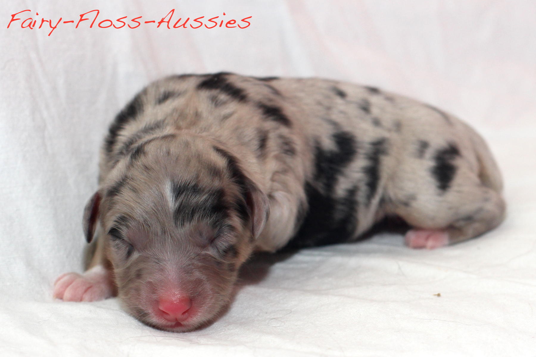 Mini Aussie Welpen