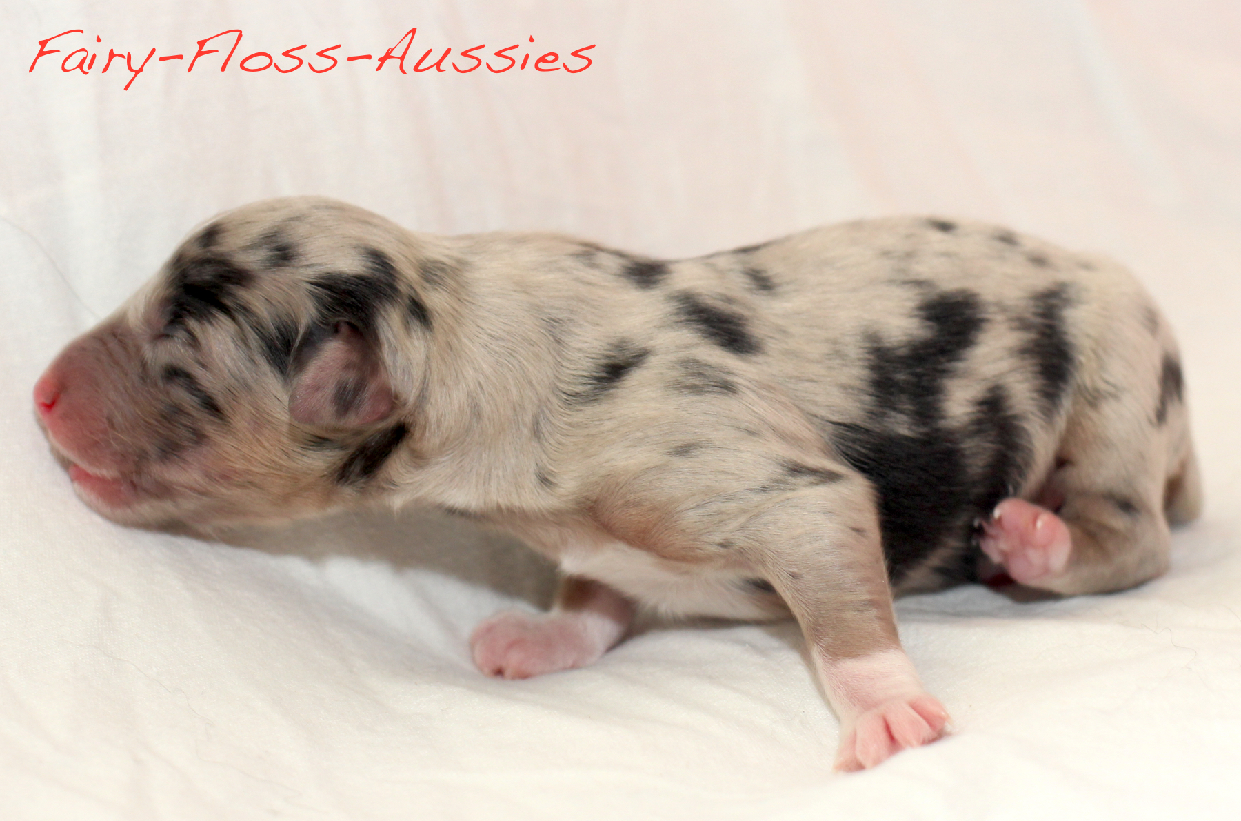 Mini Aussie Welpen